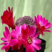 Sulcorebutia Rauschii Violet Kaktüs  (5.5 luk Saksıda)