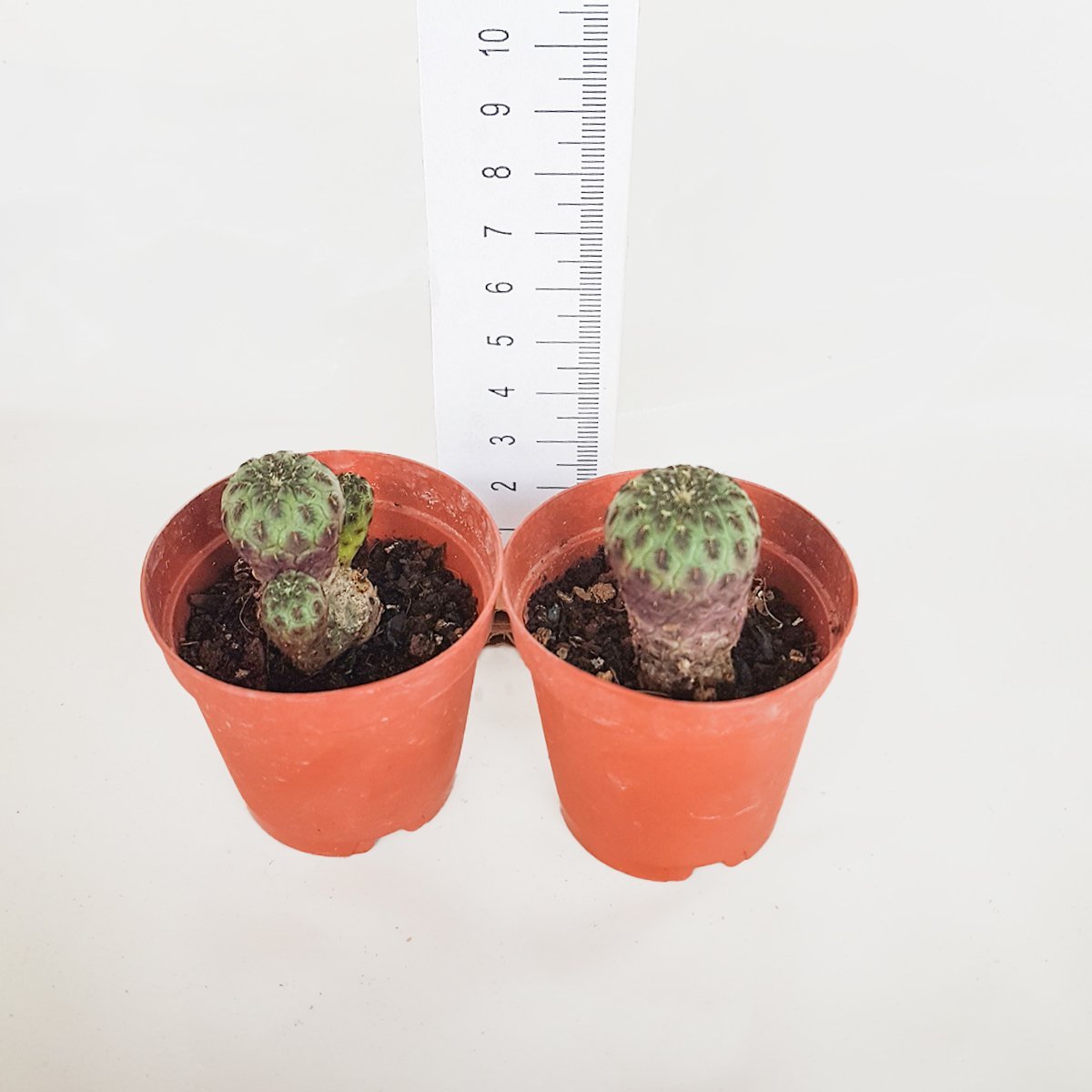 Sulcorebutia Rauschii Violet Kaktüs  (5.5 luk Saksıda)