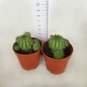 Euphorbia Suzanne Kaktüs Yavrulu Büyür (5.5 luk Saksıda)