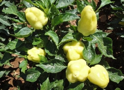 Yüksek Aromalı Elazığ Kofik Dolmalık Biber Fidesi (5 adet)