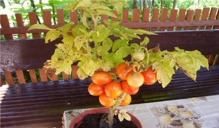 Doğal Saksılık Tigerette Cherry  Domates Tohumu (20 Tohum)