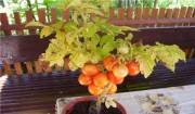 Doğal Saksılık Tigerette Cherry  Domates Tohumu (20 Tohum)