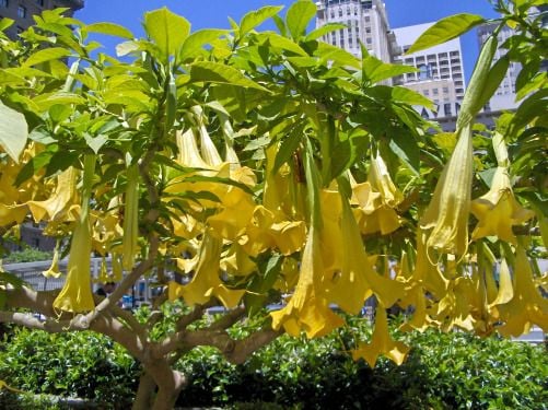 Sarı Renkli Brugmansia Yellow Trompet Çiçeği Tohumu(5 tohum)
