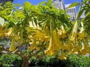 Sarı Renkli Brugmansia Yellow Trompet Çiçeği Tohumu(5 tohum)