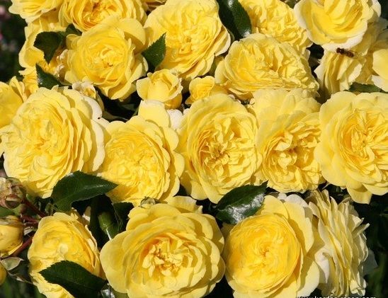 Açık Kök Aşılı Yediveren Kokulu Sarı Katmerli Solero Gül Fidanı