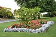 Sarı Renkli Brugmansia Yellow Trompet Çiçeği Tohumu(5 tohum)