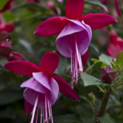 Red Lavender Küpe Çiçeği Fidesi (2 adet)