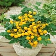 Doğal Saksılık Yellow Pigmy Domates Tohumu(20 Adet)