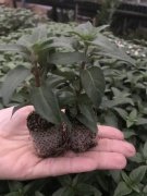 Blaze Away Küpe Çiçeği Fidesi (2 adet)