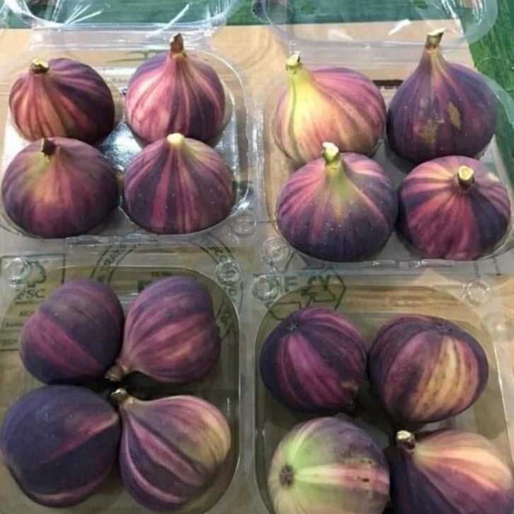 Tüplü İri Meyveli Çilek Aromalı Tiger Fig  İncir Fidanı
