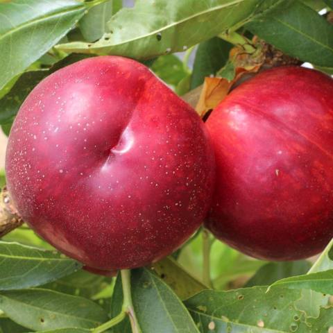 Tüplü Aşılı Red Nektarin Fidanı