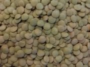 Doğal Yeşil Mercimek Tohumu (20 kG)