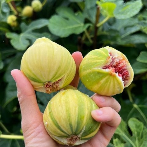 Tüplü İri Meyveli Çilek Aromalı Tiger Fig 2 İncir Fidanı