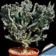 Monvillea Spegazzinii Forma Cristata Kaktüs  (5.5 luk Saksıda)