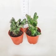 Monvillea Spegazzinii Forma Cristata Kaktüs  (5.5 luk Saksıda)