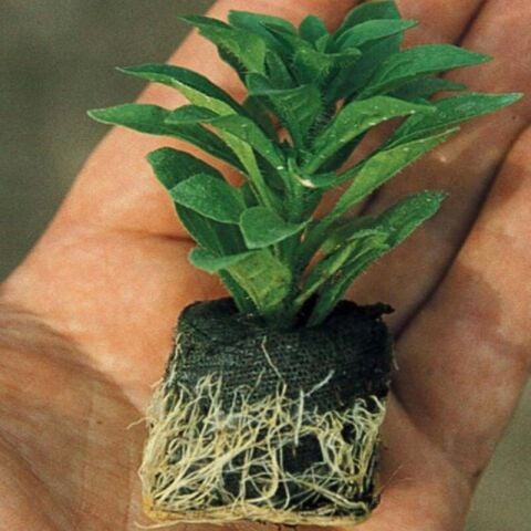 Calita Katmerli Double Sky Blue Calibrochoa Çiçeği Fidesi (4 adet)