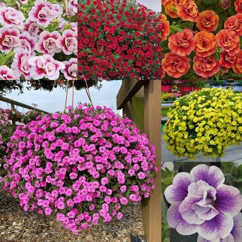 Calita Katmerli Double Sky Blue Calibrochoa Çiçeği Fidesi (4 adet)