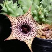 Huernia Boleana Leş Kaktüsü (5.5 Luk Saksıda)