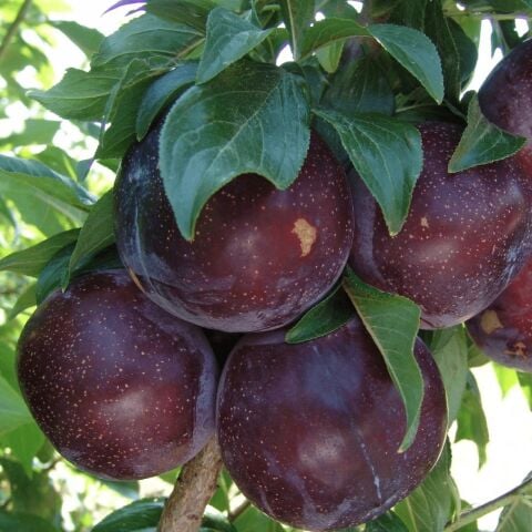 Tüplü İçi Kırmızı  Yemesi Mükemmel Black Splendor Japon Erik Fidanı