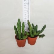 Huernia Boleana Leş Kaktüsü (5.5 Luk Saksıda)