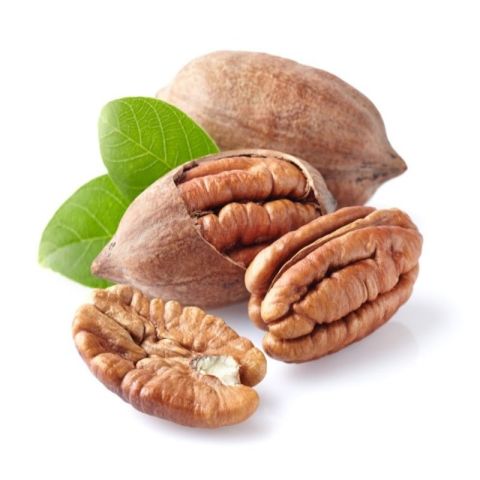 Tüplü Çok Yaşlı Sahil Pikan Cevizi Fidanı(100-150 CM)