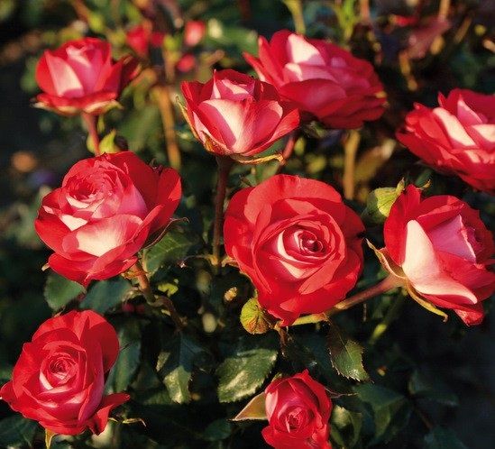 Açık Kök Aşılı Planten Un Blomen Kırmızı Beyaz Yediveren Gül Fidanı