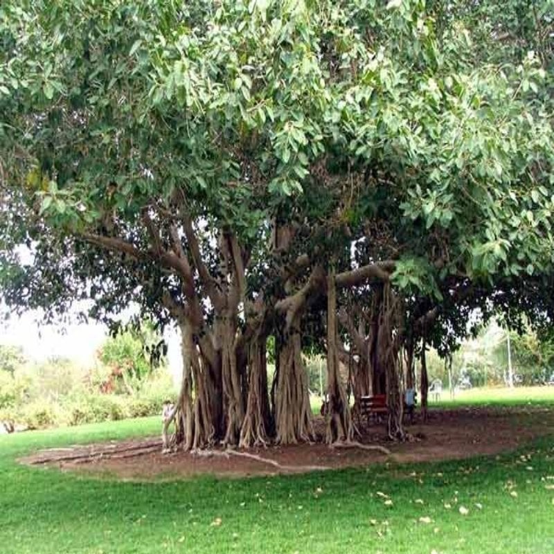 Hindistan Ulusal Banyan Ağacı Tohumu(5 tohum)