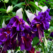 Deep Purple Küpe Çiçeği Fidesi (2 adet)