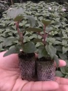 Deep Purple Küpe Çiçeği Fidesi (2 adet)