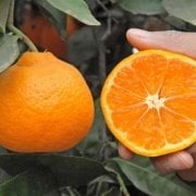 Tüplü Kokulu Çekirdeksiz Aroması Yüksek Okitsu Mandalina Fidanı