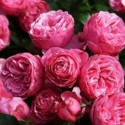 Açık Kök Aşılı Pomponella Pembe Yediveren Kokulu  Gül Fidanı