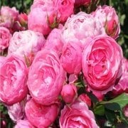 Açık Kök Aşılı Pomponella Pembe Yediveren Kokulu  Gül Fidanı