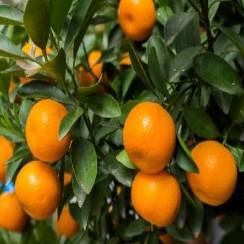 Tüplü Soğuklara Dayanıklı Satsuma Rize Mandalinası Fidanı