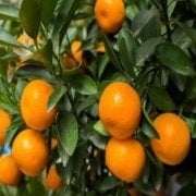 Tüplü Soğuklara Dayanıklı Satsuma Rize Mandalinası Fidanı