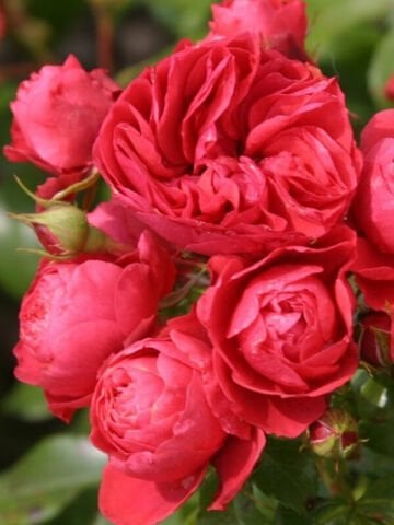 Açık Kök Aşılı Cherry Girl Kırmızı Kokulu Yediveren Gül Fidanı