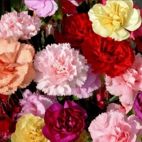 Pastel Renkler Karışık Renkli Kokulu Katmerli Karanfil Çiçeği Fidesi (4 adet )