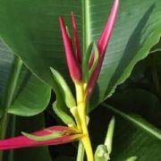 Sweety Heliconia Çiçeği Tohumu(5 tohum)