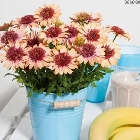 Erato Mixed Bodrum Papatyası Çiçeği Fidesi (4 adet)