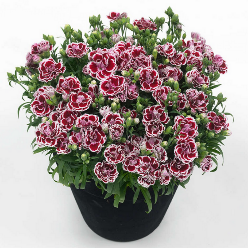 Sunflor Bianca Karanfil Çiçeği Fidesi (3 adet)