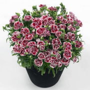 Sunflor Bianca Karanfil Çiçeği Fidesi (3 adet)