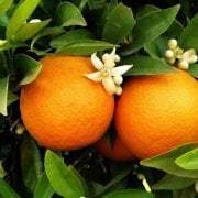 Tüplü Washıngton Portakal Fidanı