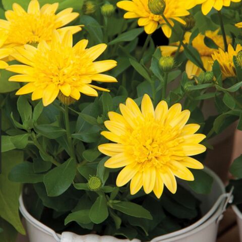 Erato Mixed Bodrum Papatyası Çiçeği Fidesi (4 adet)