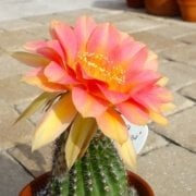 Echinopsis Hybrid Turuncu Çiçekli Kaktüs  (5.5 luk Saksıda)