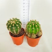 Echinopsis Hybrid Turuncu Çiçekli Kaktüs  (5.5 luk Saksıda)