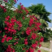 Üzeri Çiçekli Tüplü Katmerli Kırmızı Çiçekli Zakkum Fidanı(250-200 cm)