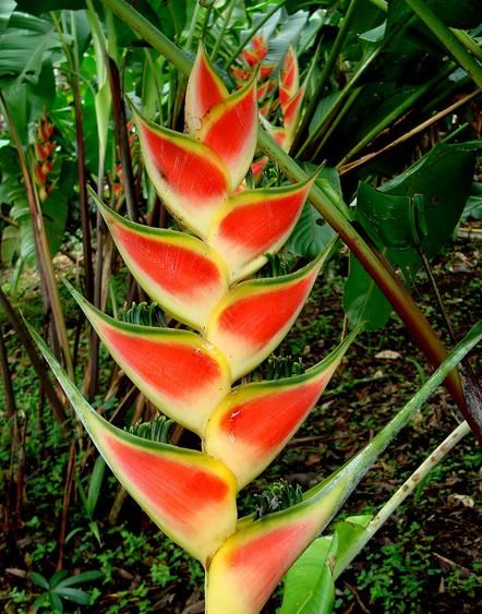 Gökkuşağı Heliconia Çiçeği Tohumu( 5 tohum)