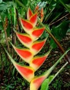 Gökkuşağı Heliconia Çiçeği Tohumu( 5 tohum)