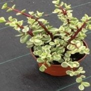 Crassula Portulaca Afra Sukulent (5.5 Luk Saksıda)
