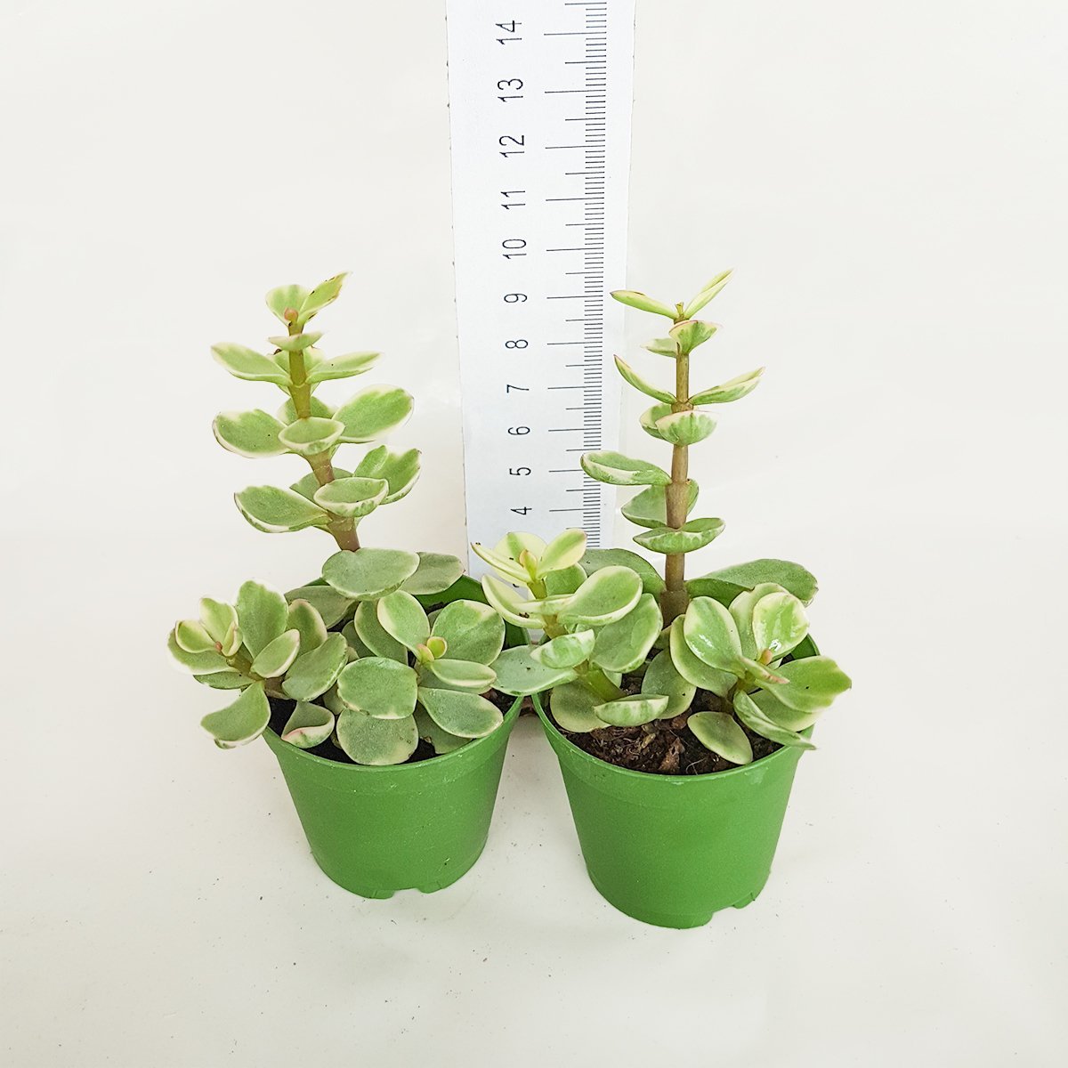 Crassula Portulaca Afra Sukulent (5.5 Luk Saksıda)