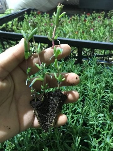 Yayılıcı Sarkıcı Delasporma Purple Buz Çiçeği Fidesi (3 adet)